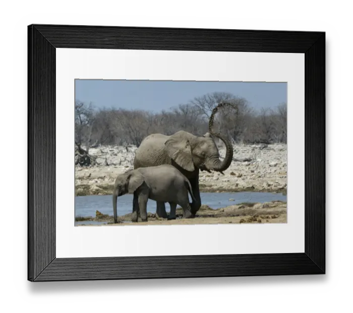 Framed Print : African elephant, Etosha National Park, Namibia Framed Print : African elephant, Etosha National Park, Namibia