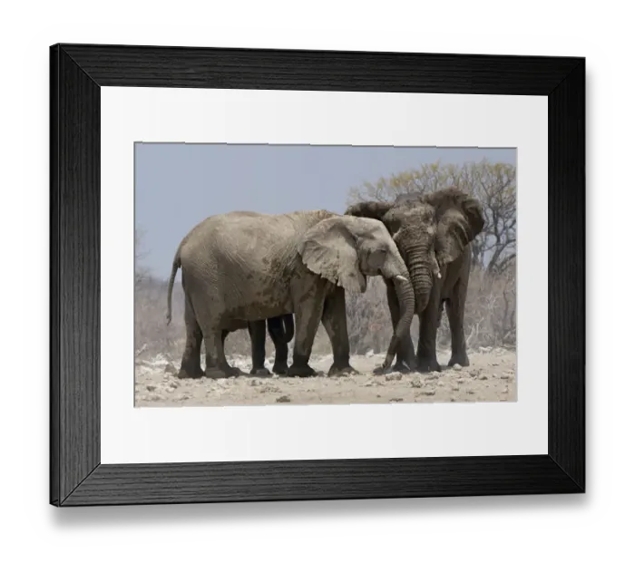 Framed Print : African elephants, Etosha National Park, Namibia Framed Print : African elephants, Etosha National Park, Namibia