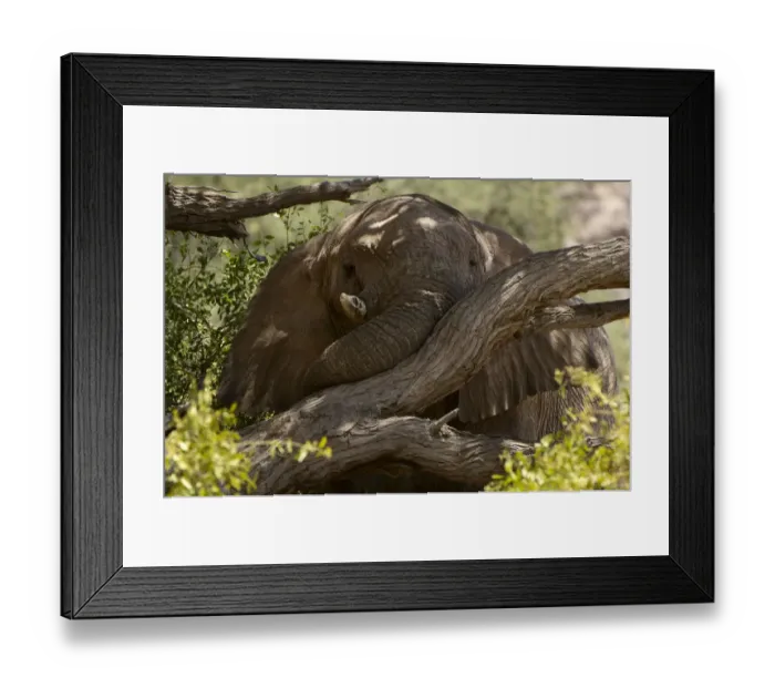 Framed Print : African elephant, Hoanib River Valley, Namibia Framed Print : African elephant, Hoanib River Valley, Namibia