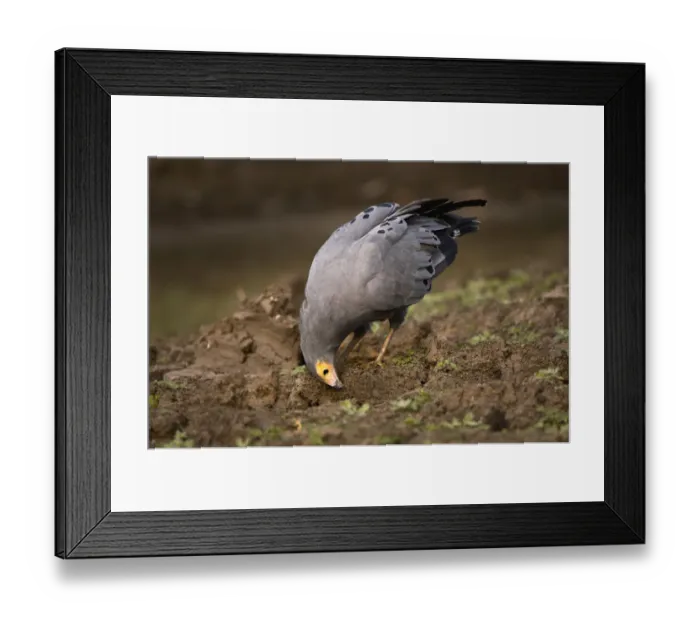 Framed Print : Gymnogene, Mana Pools National Park, Zimbabwe Framed Print : Gymnogene, Mana Pools National Park, Zimbabwe