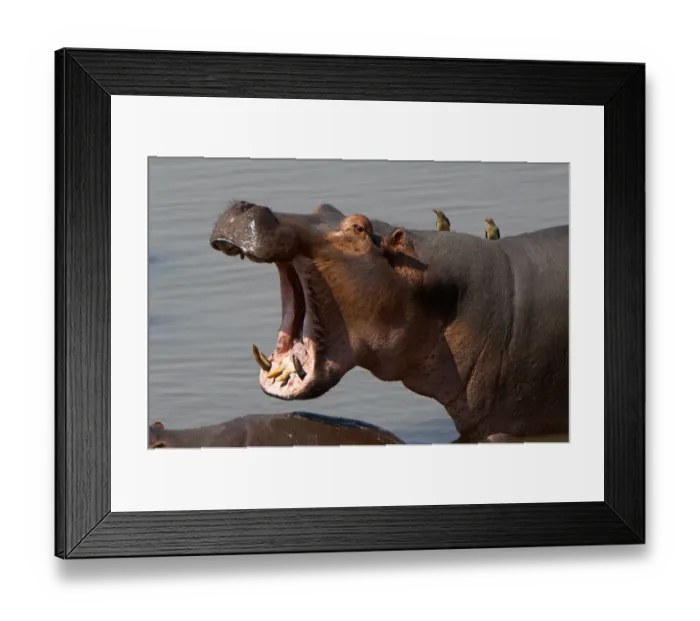 Framed Print : Hippopotamus, South Luangwa National Park, Zambia Framed Print : Hippopotamus, South Luangwa National Park, Zambia