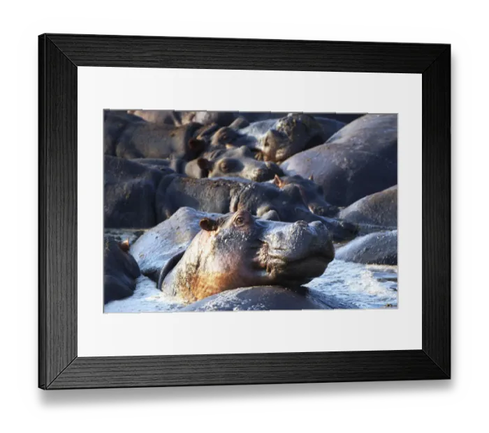 Framed Print : Hippopotamus, Katavi Nationa Park, Tanzania Framed Print : Hippopotamus, Katavi Nationa Park, Tanzania