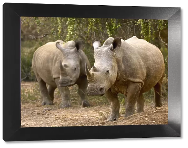 White Rhinocerous, Ndumu Game Reserve, RSA