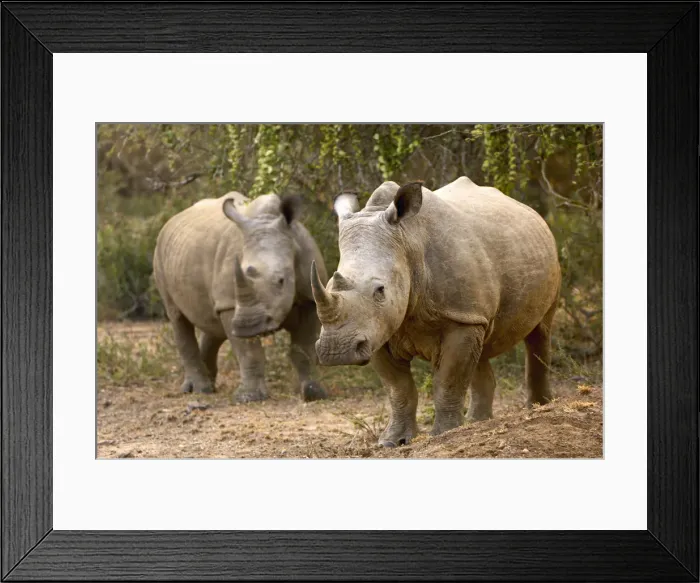 Framed Print : White Rhinocerous, Ndumu Game Reserve, RSA Framed Print : White Rhinocerous, Ndumu Game Reserve, RSA