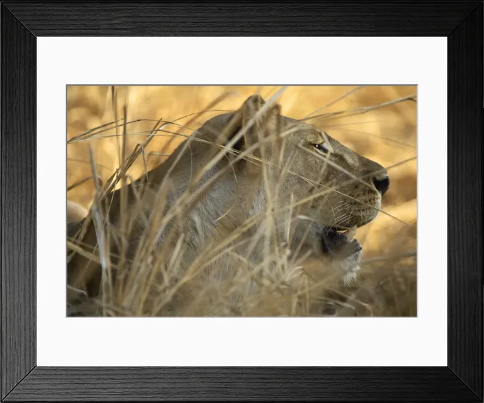 Framed Print : Lion, Katavi National Park, Tanzania Framed Print : Lion, Katavi National Park, Tanzania