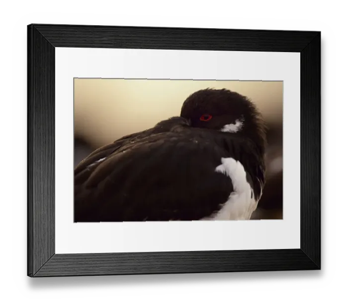 Framed Print : Eurasian Oystercatcher, Norfollk coast, England Framed Print : Eurasian Oystercatcher, Norfollk coast, England