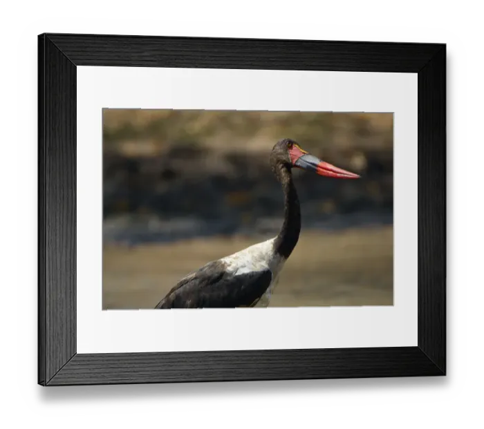 Framed Print : Saddle-billed Stork, Mana Pools NP, Zimbabwe Framed Print : Saddle-billed Stork, Mana Pools NP, Zimbabwe