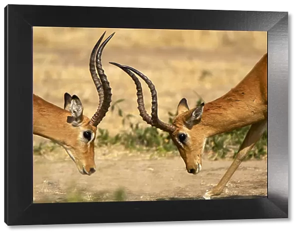 Impala, Ruaha National Park, Tanzania
