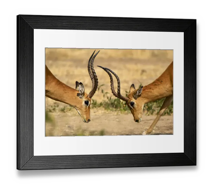 Framed Print : Impala, Ruaha National Park, Tanzania Framed Print : Impala, Ruaha National Park, Tanzania