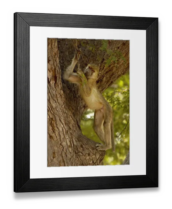 Framed Print : Yellow Baboon, South Luangwa National Park, Zambia Framed Print : Yellow Baboon, South Luangwa National Park, Zambia