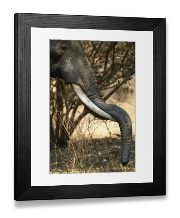 Framed Print : African Elephant, South Luangwa NP, Zambia