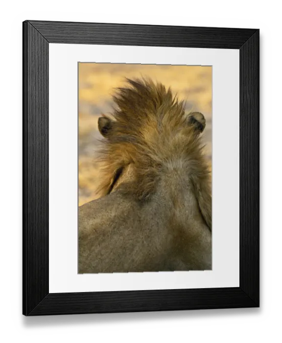 Framed Print : Lion, Katavi National Park, Tanzania Framed Print : Lion, Katavi National Park, Tanzania
