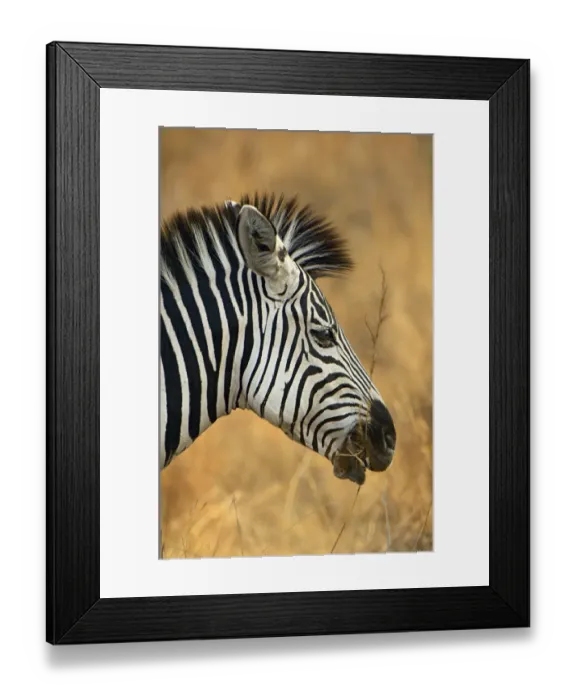 Framed Print : Plains Zebra, South Luangwa National Park, Zambia Framed Print : Plains Zebra, South Luangwa National Park, Zambia