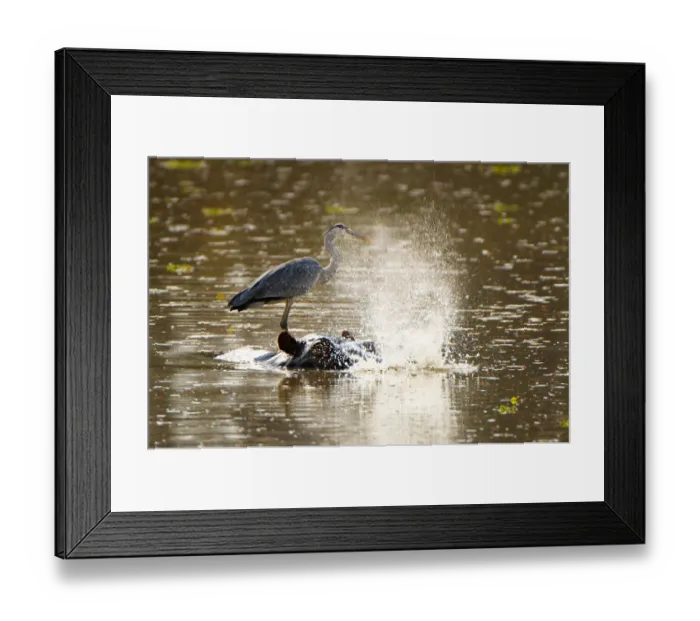 Framed Print : Grey Heron and Hippo, South Luangwa NP, Zambia Framed Print : Grey Heron and Hippo, South Luangwa NP, Zambia