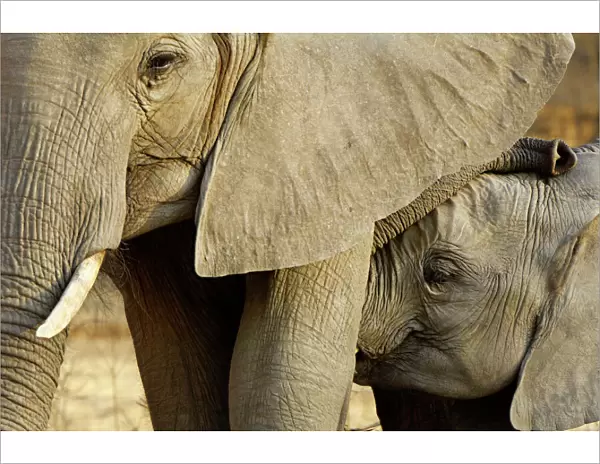 African elephant and calf, Mana Pools NP, Zimbabwe