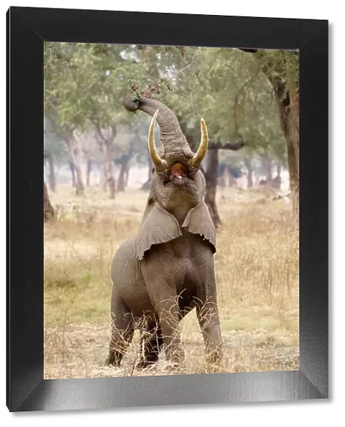 African elephant, Mana Pools NP, Zimbabwe
