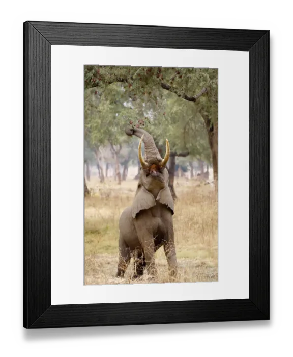 Framed Print : African elephant, Mana Pools NP, Zimbabwe Framed Print : African elephant, Mana Pools NP, Zimbabwe