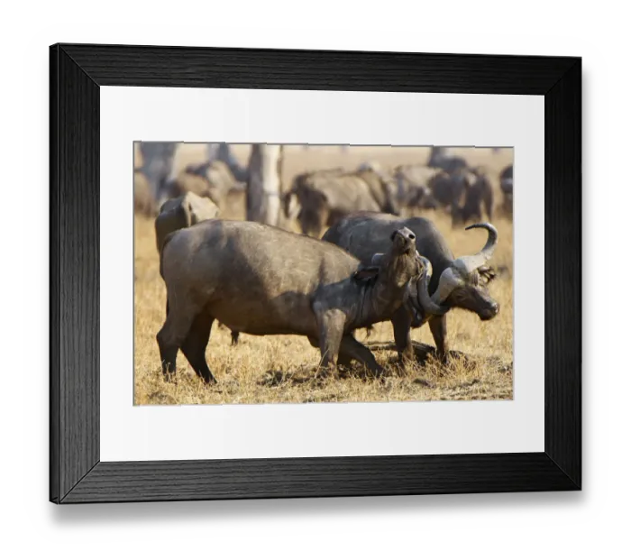 Framed Print : Cape buffalo, South Luangwa NP, Zambia