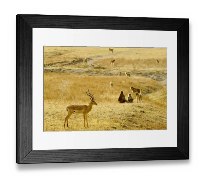 Framed Print : Impala Ram, South Luangwa NP, Zambia Framed Print : Impala Ram, South Luangwa NP, Zambia