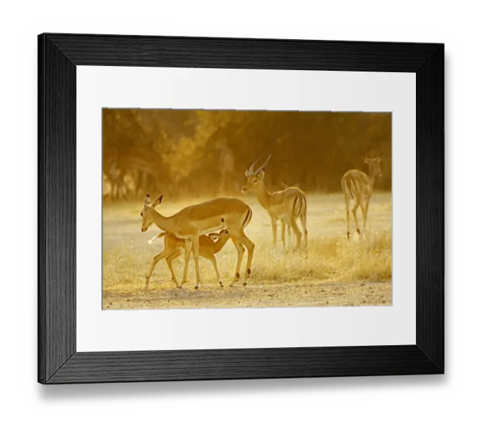 Framed Print : Impala, Ruaha NP, Tanzania Framed Print : Impala, Ruaha NP, Tanzania