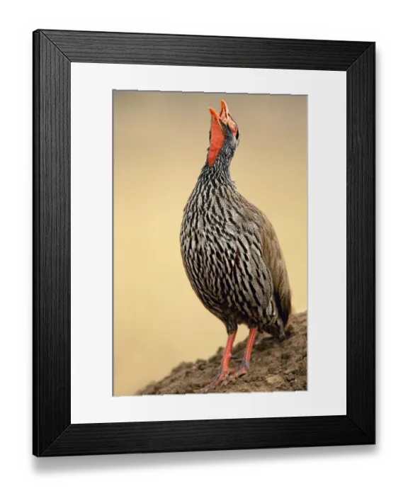 Framed Print : Red-necked Spurfowl, Tarangire NP, Tanzania Framed Print : Red-necked Spurfowl, Tarangire NP, Tanzania
