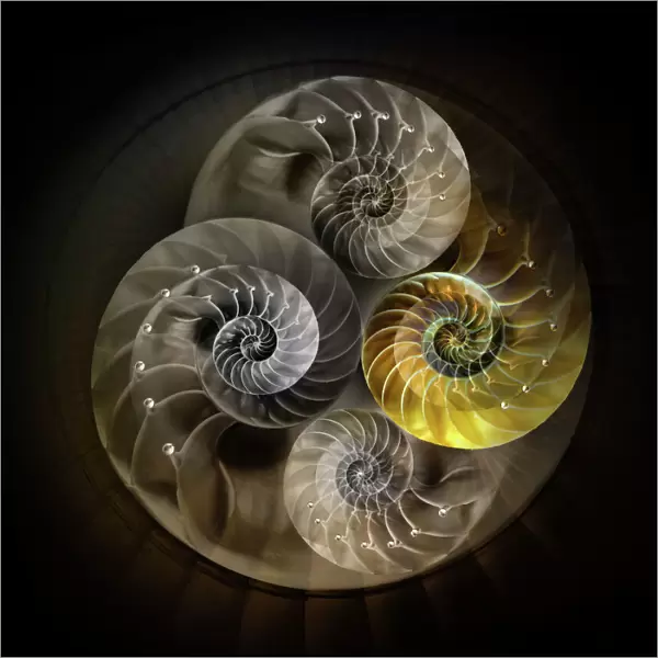 Nautilus. photo collage illustration of a cross section of a nautilus shell