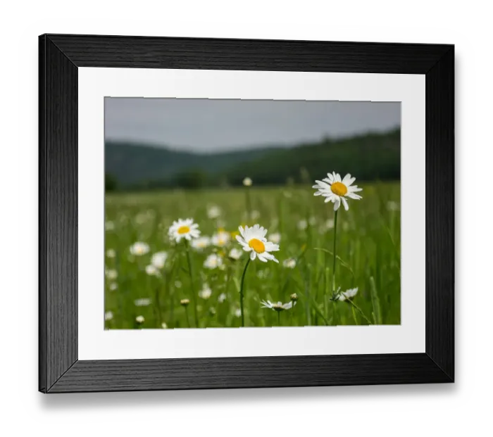 Framed Print : fresh as a daisy Framed Print : fresh as a daisy