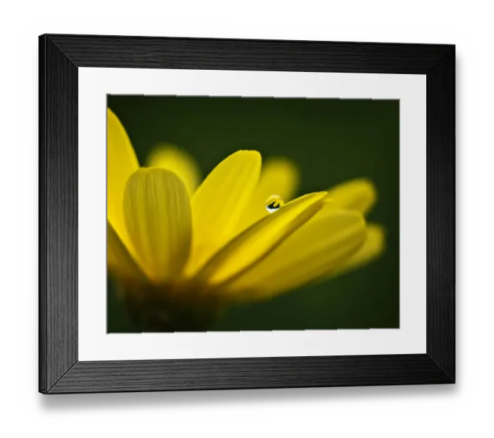 Framed Print : raindrop on a yellow daisy Framed Print : raindrop on a yellow daisy
