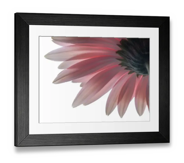 Framed Print : fresh as a daisy Framed Print : fresh as a daisy
