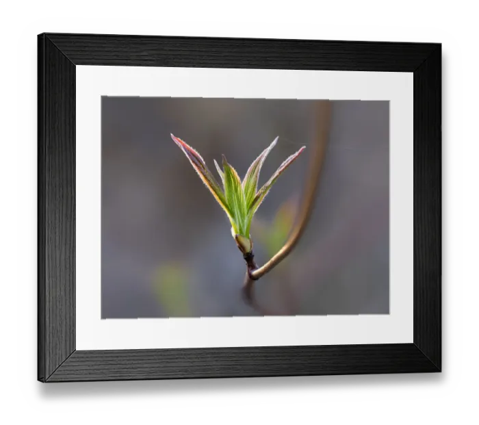 Framed Print : spring dogwood leaves Framed Print : spring dogwood leaves