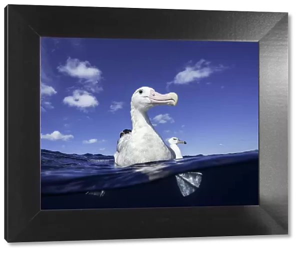 Close up of a wandering albatross floating on the waters surface, North Island, New Zealand