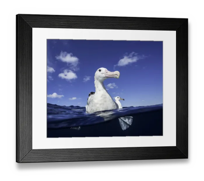 Framed Print : Close up of a wandering albatross floating on the waters surface, North Island, New Zealand Framed Print : Close up of a wandering albatross floating on the waters surface, North Island, New Zealand