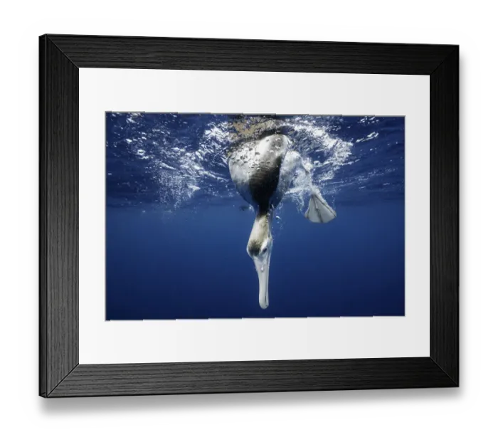 Framed Print : Underwater view of an albatross looking underwater, North Island, New Zealand Framed Print : Underwater view of an albatross looking underwater, North Island, New Zealand