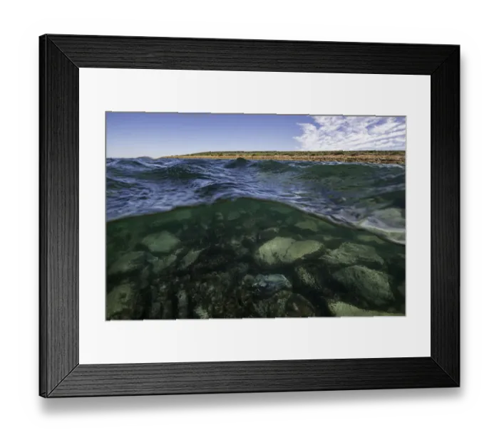 Framed Print : Split image showing Australian giant cuttlefish in shallow water and the surrounding coastline, Whyalla, South Australia Framed Print : Split image showing Australian giant cuttlefish in shallow water and the surrounding coastline, Whyalla, South Australia