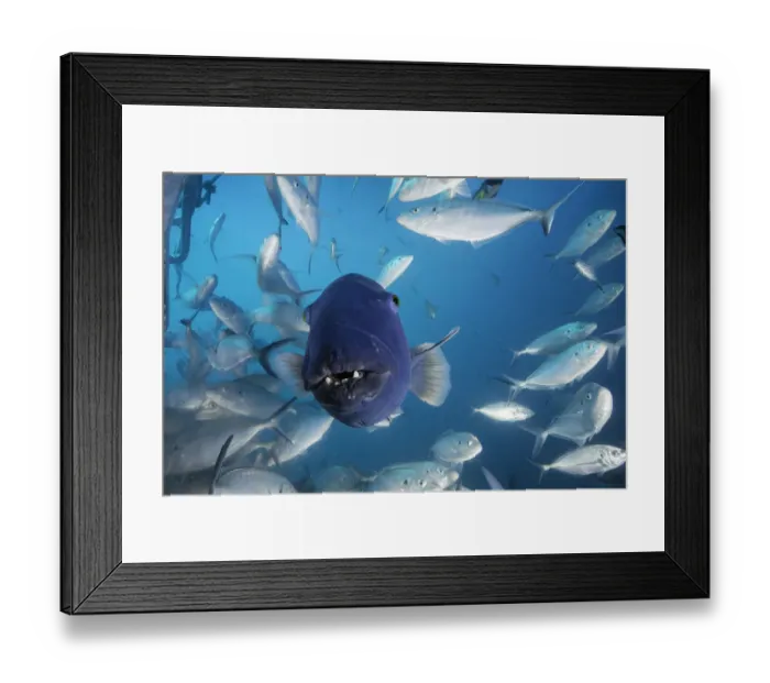 Framed Print : Front on view of an Australian blue groper among a large school of jacks, Neptune Islands, South Australia Framed Print : Front on view of an Australian blue groper among a large school of jacks, Neptune Islands, South Australia