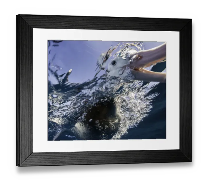 Framed Print : Extremely close view of a brown headed albatross as it sticks its beak underwater, New Zealand Framed Print : Extremely close view of a brown headed albatross as it sticks its beak underwater, New Zealand