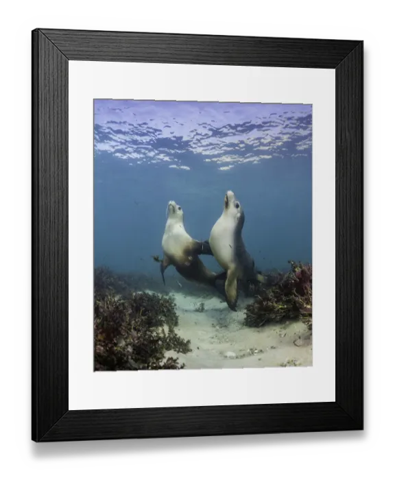 Framed Print : Australian Sea Lions Framed Print : Australian Sea Lions