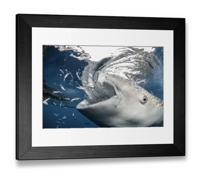Framed Print : Close up of a whale shark feeding near a fishing net hanging from a floating fishing platform, Cenderawasih Bay, West Papua, Indonesia Framed Print : Close up of a whale shark feeding near a fishing net hanging from a floating fishing platform, Cenderawasih Bay, West Papua, Indonesia