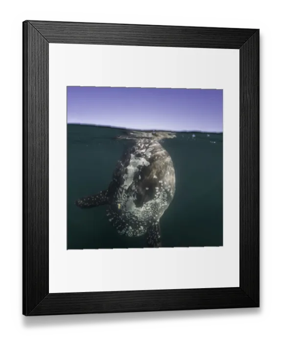 Framed Print : Split view of an ocean sunfish feeding at the surface, just outside Langebaan Harbour, South Africa Framed Print : Split view of an ocean sunfish feeding at the surface, just outside Langebaan Harbour, South Africa