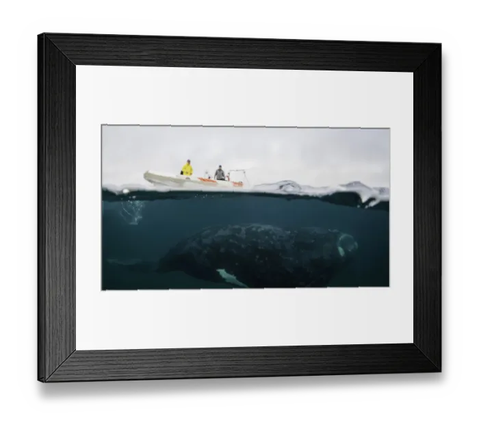 Framed Print : Split image of a boat and a southern right whale on a cloudy day, Nuevo Gulf, Valdes Peninsula Framed Print : Split image of a boat and a southern right whale on a cloudy day, Nuevo Gulf, Valdes Peninsula