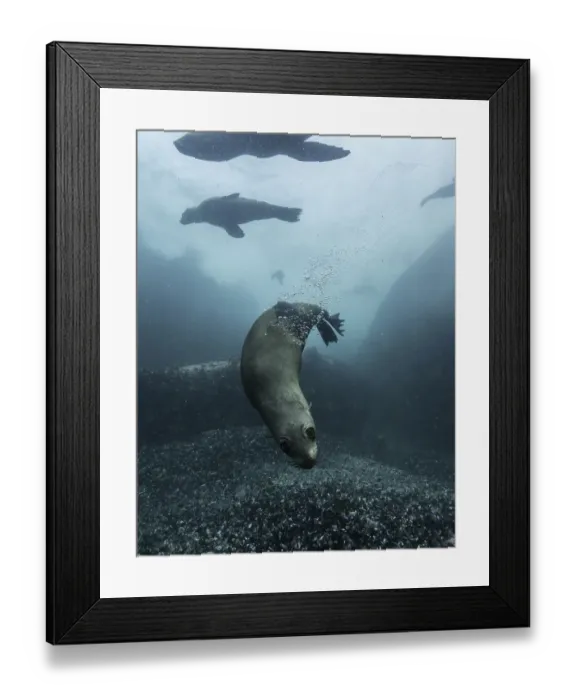 Framed Print : Cape fur seals playing in the shallow water around their colony in False Bay, South Africa Framed Print : Cape fur seals playing in the shallow water around their colony in False Bay, South Africa