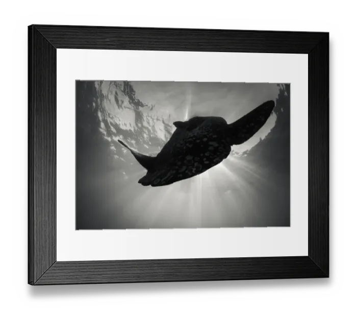 Framed Print : Looking up at an oceanic sunfish as it swims towards the sun, Atlantic Ocean outside Langebaan, South Africa Framed Print : Looking up at an oceanic sunfish as it swims towards the sun, Atlantic Ocean outside Langebaan, South Africa