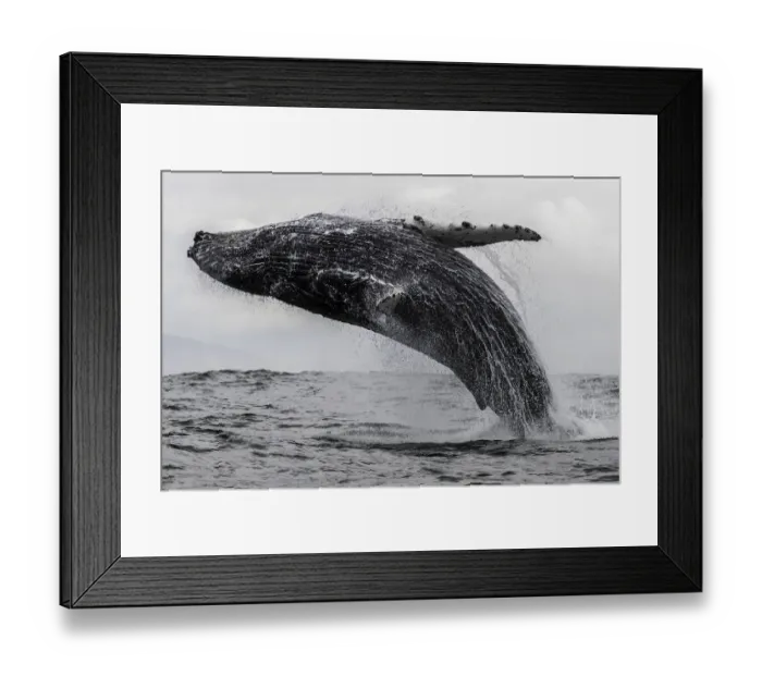 Framed Print : Humpback whale breaching off the coast of Langebaan, South Africa Framed Print : Humpback whale breaching off the coast of Langebaan, South Africa