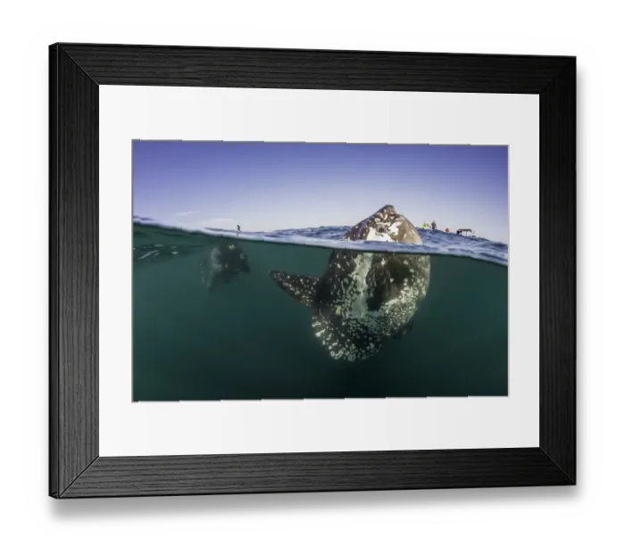 Framed Print : Sunfish Above and Below Framed Print : Sunfish Above and Below