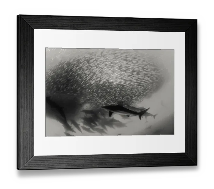 Framed Print : Pod of common dolphins attack a sardine bait ball during the sardine run, Wild Coast, South Africa. Bronze whaler sharks can also be seen in the bait ball Framed Print : Pod of common dolphins attack a sardine bait ball during the sardine run, Wild Coast, South Africa. Bronze whaler sharks can also be seen in the bait ball