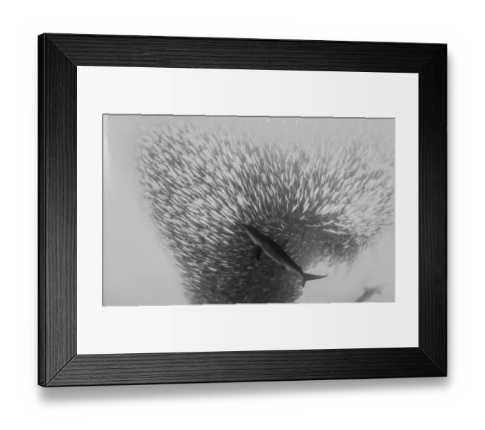Framed Print : Bronze whaler shark attacks a sardine bait ball during the sardine run, Wild Coast, South Africa Framed Print : Bronze whaler shark attacks a sardine bait ball during the sardine run, Wild Coast, South Africa