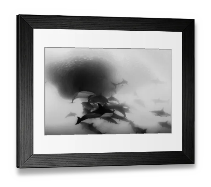 Framed Print : Pod of common dolphins attack a sardine bait ball during the sardine run, Wild Coast, South Africa. Bronze whaler sharks can also be seen in the bait ball Framed Print : Pod of common dolphins attack a sardine bait ball during the sardine run, Wild Coast, South Africa. Bronze whaler sharks can also be seen in the bait ball