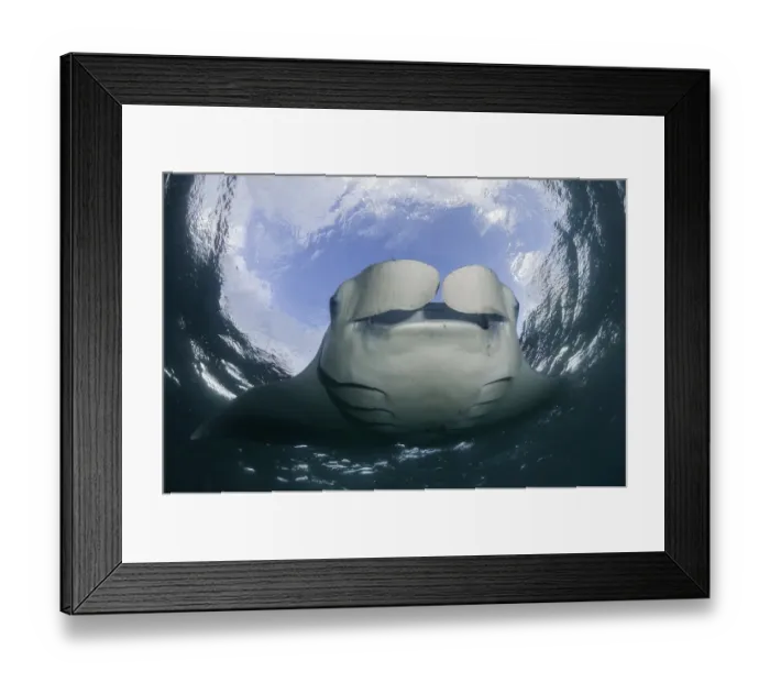 Framed Print : Manta ray feeding on plankton near the surface, Hanifaru Bay, Baa Atoll, Maldives Framed Print : Manta ray feeding on plankton near the surface, Hanifaru Bay, Baa Atoll, Maldives