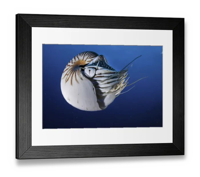 Framed Print : Nautilus swimming in blue water, Palau, Micronesia Framed Print : Nautilus swimming in blue water, Palau, Micronesia
