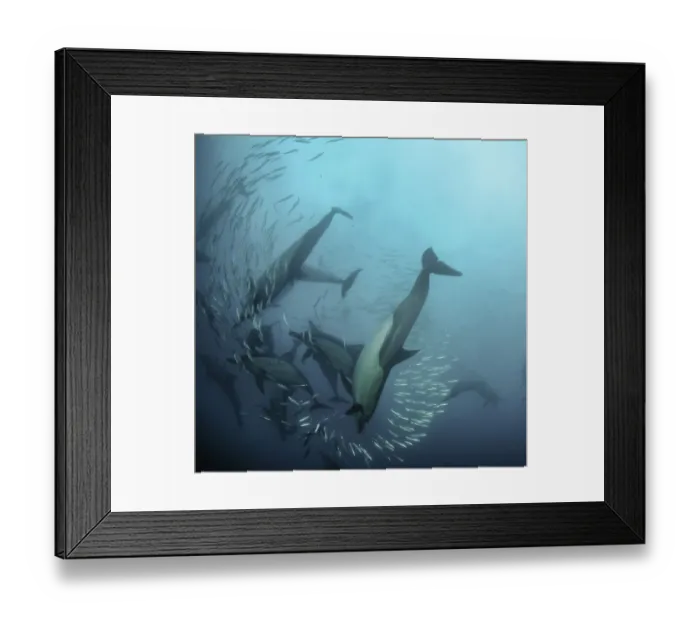 Framed Print : Common dolphins attacking a sardine bait ball during the annual sardine run, Wild Coast, South Africa Framed Print : Common dolphins attacking a sardine bait ball during the annual sardine run, Wild Coast, South Africa